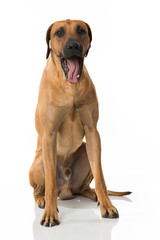 Gähnender Rhodesian Ridgeback