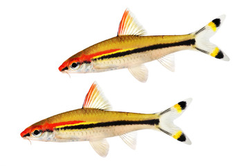 Obraz premium Denison's barb Roseline Shark Sahyadria denisonii aquarium fish isolated on white