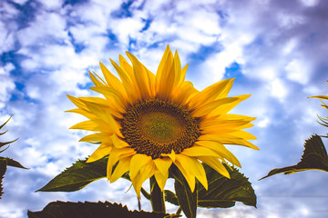Yellow Sunflower closeup, photo taken outdoor in field
