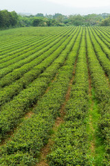 Fototapeta na wymiar Green tea meadow