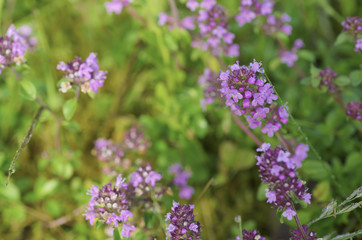 Thymus with flowers