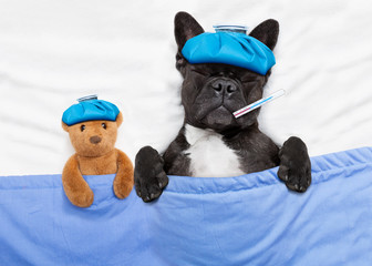 sick ill dog