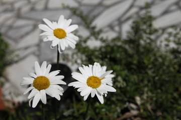 Fototapeta premium Micro shot of the Flowers