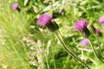 Pink flower, thistle
