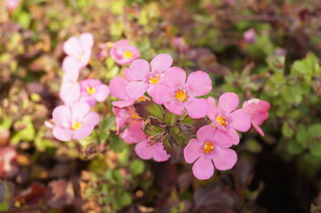 Pink flower