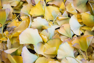 Fototapeta na wymiar Bright yellow color ginkgo leaves