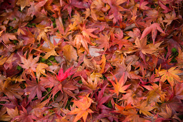 Colorful fallen leaves on ground
