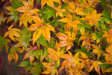 Colorful fallen leaves on ground