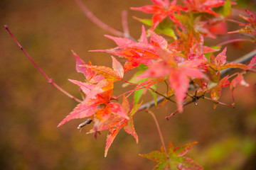 Colorful leaves on maple tree in garden