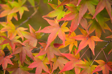 Colorful leaves on maple tree in garden