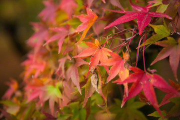 Colorful leaves on maple tree in garden