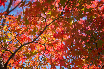 Colorful leaves on maple tree in garden