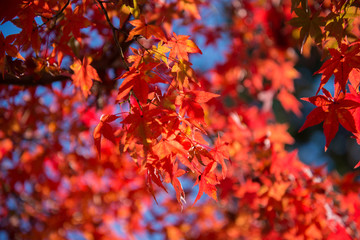 Colorful leaves on maple tree in garden