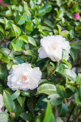 Beautiful small flower in Japan