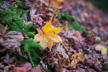 Dried colorful maple leaves on ground