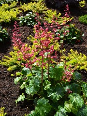 Purpurglöckchen blüht rosa im Garten 
