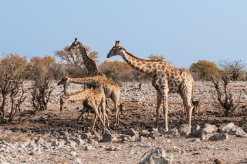 Giraffen am Wasserloch; Etosha-Nationalpark; Namibia