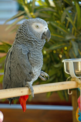 Obraz premium серый говорящий попугай жако с ярко красным хвостом