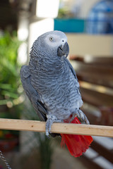 серый попугай с ярко красным хвостом