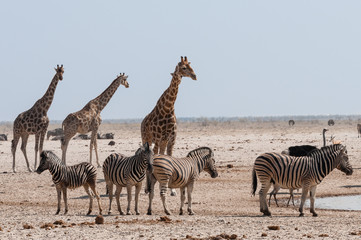 Fototapeta na wymiar Giraffen und Zebras am Wasserloch; Etosha-Nationalpark; Namibia
