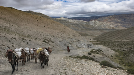 Lanscape with caravan in the mountains, Upper Mustang
