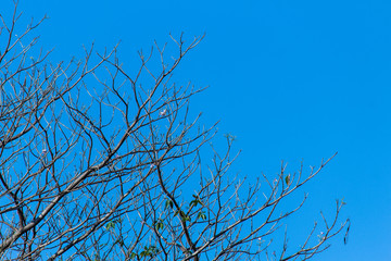 Obraz premium Large trees