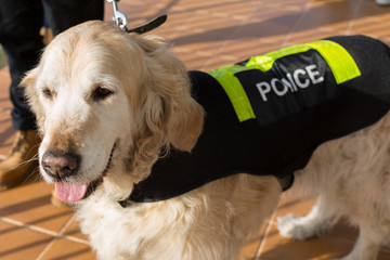 Police dog with distinctive - obrazy, fototapety, plakaty