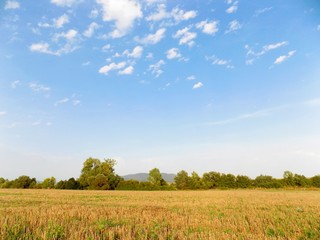 Fototapeta premium Field after harvest, forest and sky