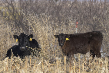 Black Angus Beef Calves on a South Dakota Ranch
