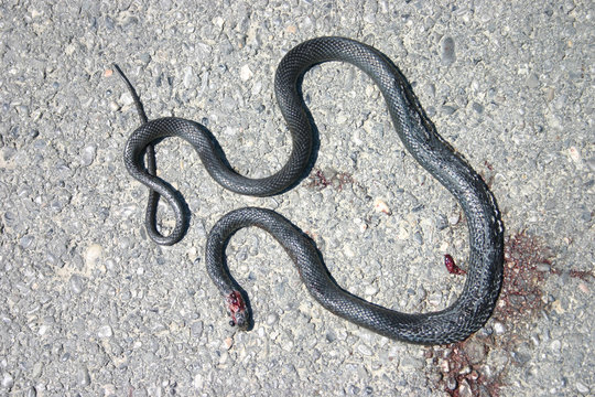 killed snake