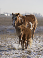 A Horse and Pony on a windswept snowy pasture in South Dakota