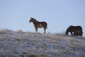 A horse on a cold windswept pasture in South Dakota