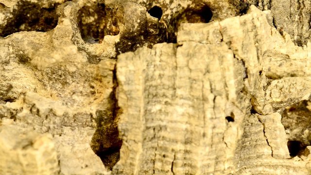 Kork, Nahaufnahme der Au&szlig;enseite der Rinde mit Kamerafahrt
