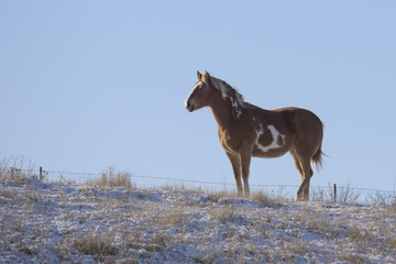 A horse on a cold windswept pasture in South Dakota