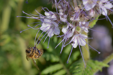 Butinage sur phacélie
