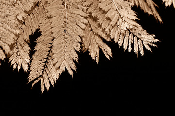 Hojas de árbol