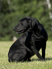 Black Labrador Retriever
