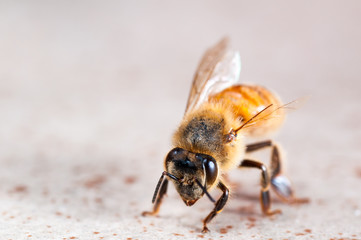 A Vicious Battle Left Him as capable as an Ant