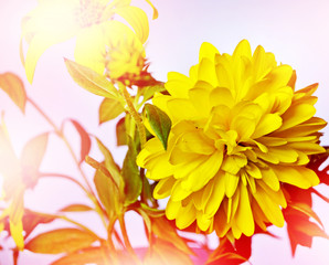 Floral background. Flowers chrysanthemums