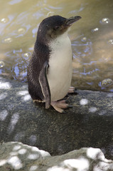 Fototapeta premium fairy penguin