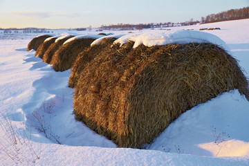Haystacks in snowy field on sunny winter day