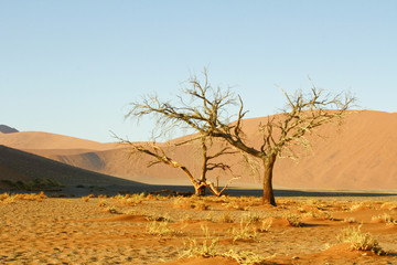 Obraz premium Namibian desert dunes highlighted by sunrise with silhoutted tre