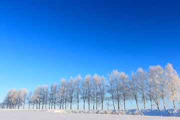 美瑛の丘の樹氷する並木道と空