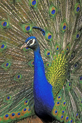 Naklejka premium Peacock male displaying.