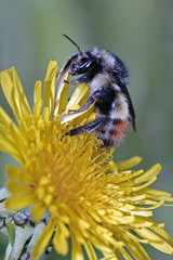 Bumble Bee feeding nectar on dandelion flower