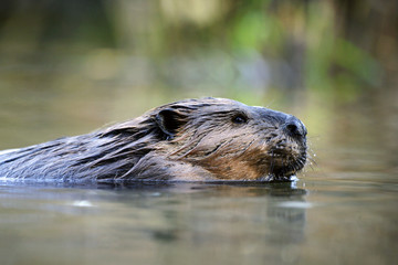 Beaver swimming in pond, close-up