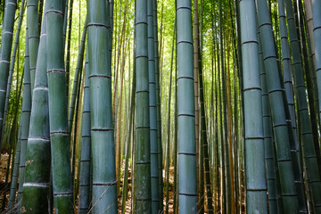 The beautiful lines after lines of green bamboo trees at Arashiyama Bamboo Forest in Kyoto, Japan.