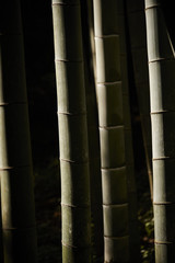 Bamboo