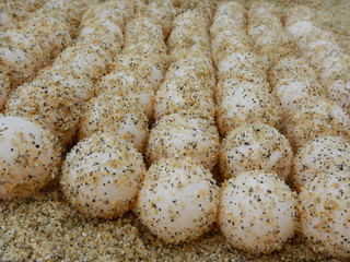 Sea turtle eggs 
