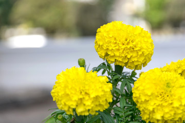 Golden yellow marigold flower.
